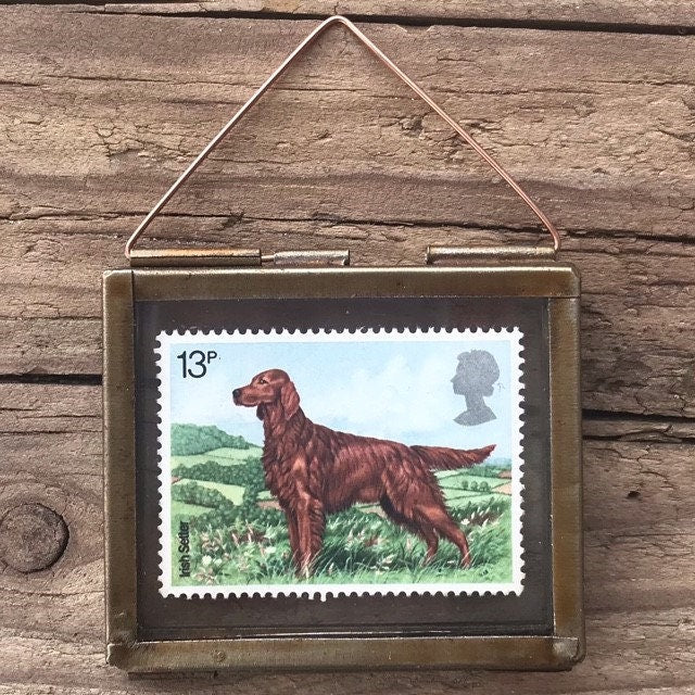 Irish Setter (1979)