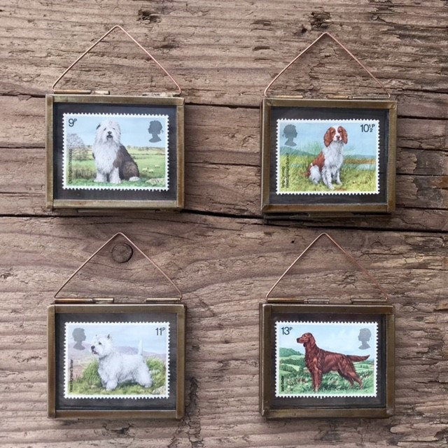 Welsh Springer Spaniel (1979)